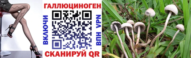 где купить наркоту  Бутурлиновка  Галлюциногенные грибы Psilocybe 
